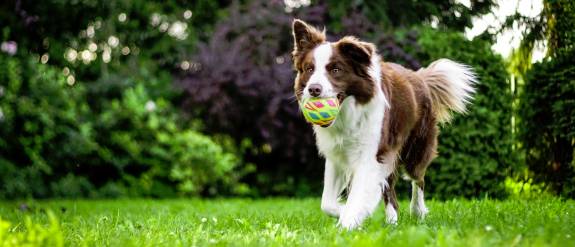 Is&#039;n Hund - Dein Hund, Hundetraining und Verhaltensberatung mit Alexandra Osterkorn