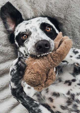 alexandra osterkorn | isnhund.de | hundetraining