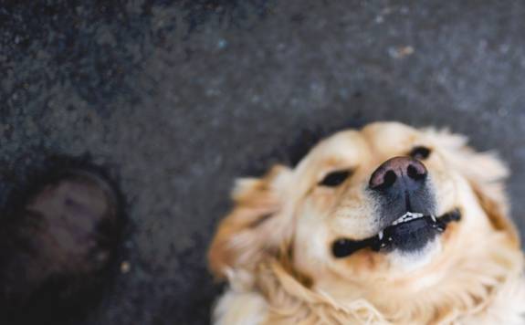 Is'n Hund - Dein Hund, Hundetraining und Verhaltensberatung mit Alexandra Osterkorn